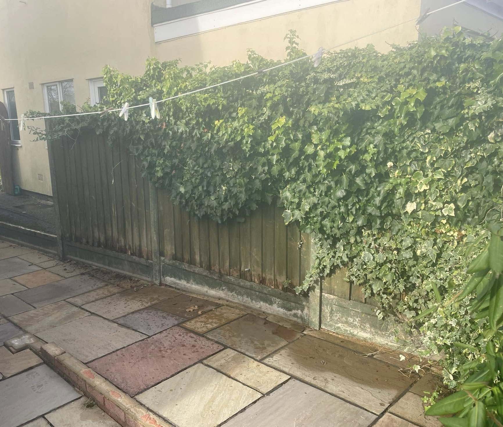 A fence overgrown with ivy before JMS Fencing and Landscaping